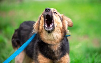Mitä voi tehdä, jos koira haukkuu häiritsevästi?